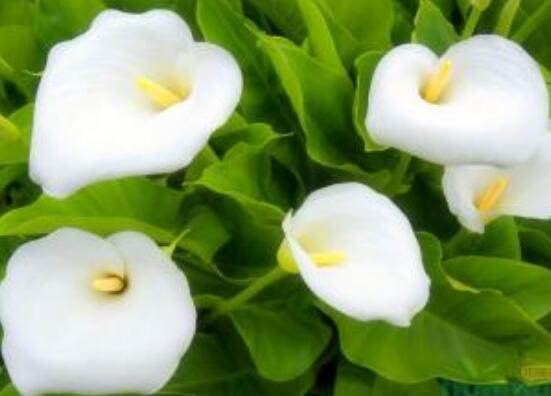 馬蹄蓮的繁殖方法圖解，詳解三種存活率最高常用方法