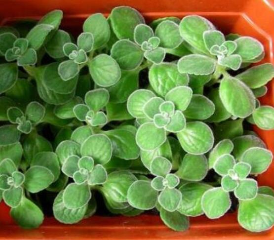 碰碰香的功效與作用，凈化空氣、消炎消腫，制作香精