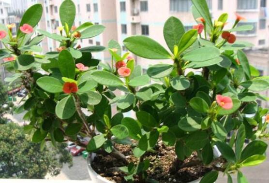 虎刺梅對(duì)人身體有害嗎，只需要注意避免接觸即可