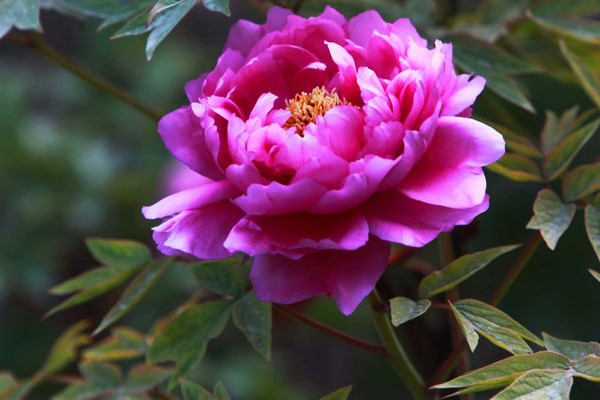 牡丹花春節(jié)開花的管理