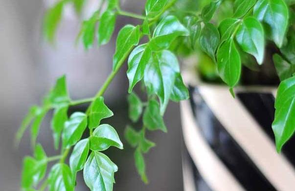 為什么平安樹葉子下垂，澆水過(guò)量和酸堿度不平衡造成的