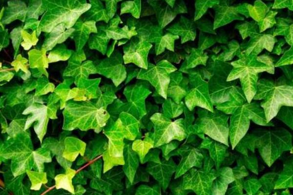 常春藤黃葉子怎么辦，四種原因以及解決方法