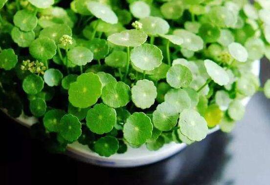 銅錢草的養(yǎng)殖方法和注意事項，老農(nóng)總結(jié)八大基本方法