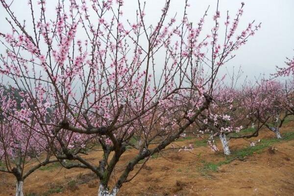 桃花葉子發(fā)黃怎么回事，以下4種原因都會導(dǎo)致桃花葉子發(fā)黃