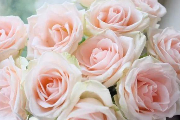 11朵粉色玫瑰花語