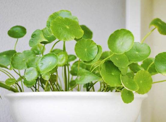 土培銅錢草怎么養(yǎng)，掌握八點(diǎn)因素就可以爆盆了（適合新手）