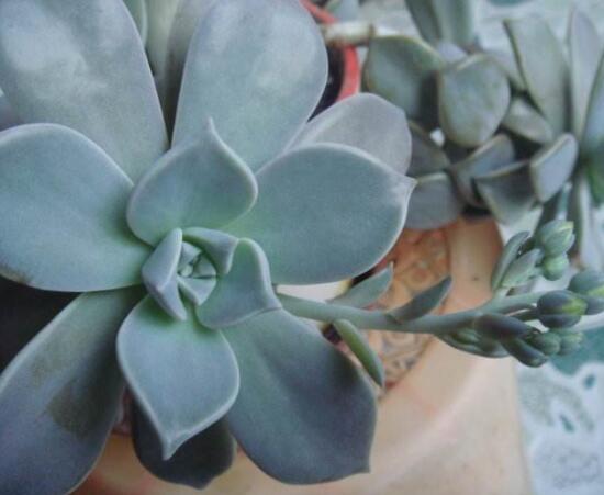 寶石花怎么養(yǎng)，老農(nóng)總結(jié)六大基本養(yǎng)殖方法