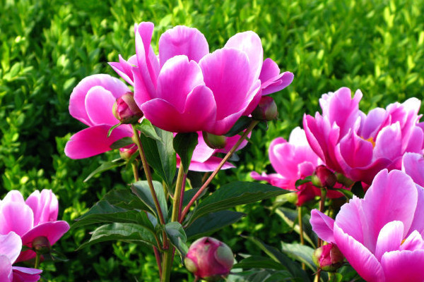 芍藥怎休眠期得多長(zhǎng)時(shí)間