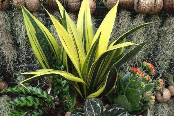 虎皮蘭葉子發(fā)白是怎么回事