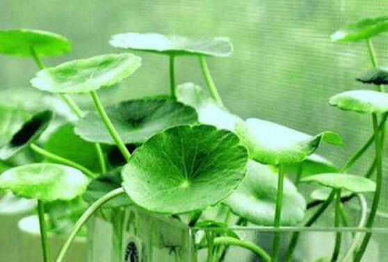 土培銅錢草怎么養(yǎng)，掌握八點(diǎn)因素就可以爆盆了（適合新手）