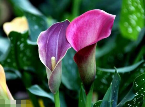 馬蹄蓮的養(yǎng)殖方法圖解，老農(nóng)總結(jié)六點(diǎn)最實(shí)用的基本方法