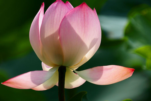 荷花不開(kāi)花怎么辦