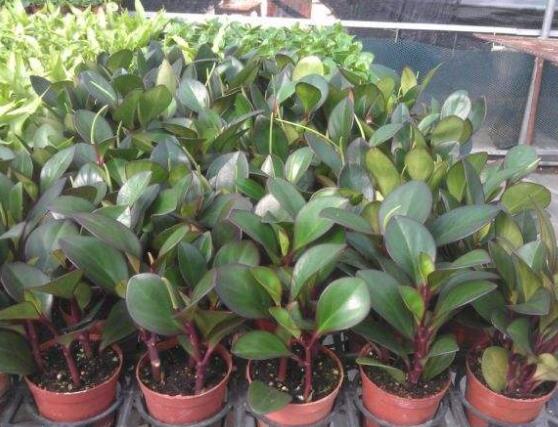 紫邊碧玉椒草的養(yǎng)殖方法和注意事項(xiàng)嗎，老農(nóng)教你六大基本養(yǎng)殖方法