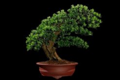 羅漢松適宜擺放的位置，適合擺放在會議室、酒店大堂