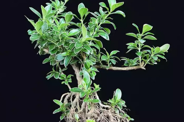 金邊六月雪的養(yǎng)殖方法和注意事項