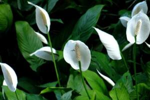 一帆風(fēng)順花怎么養(yǎng)，一帆風(fēng)順的養(yǎng)殖方法