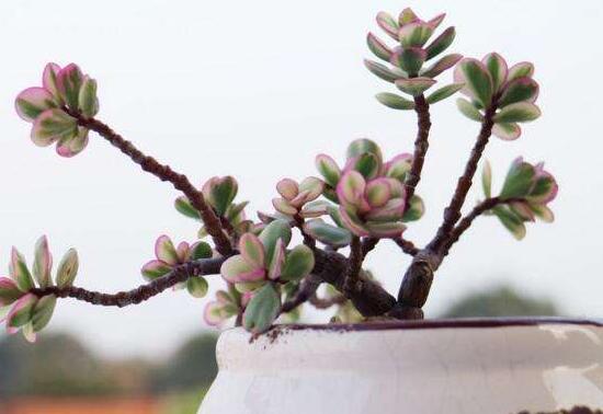 雅樂之舞的用途，盤點最實用四種價值