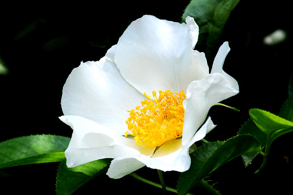 金櫻子什么時(shí)候修剪