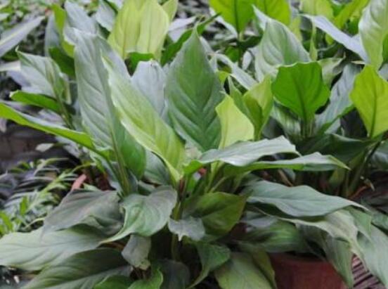 一帆風(fēng)順蔫了怎么補(bǔ)救，四種原因以及補(bǔ)救辦法