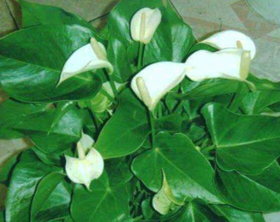 一帆風(fēng)順花蔫了怎么辦，教你四種解決辦法(花大色艷)