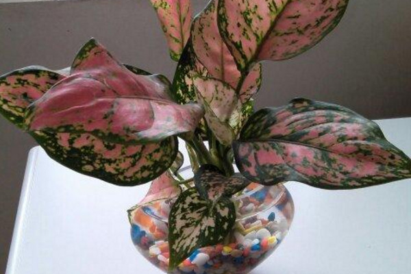 彩葉萬(wàn)年青可以水培嗎