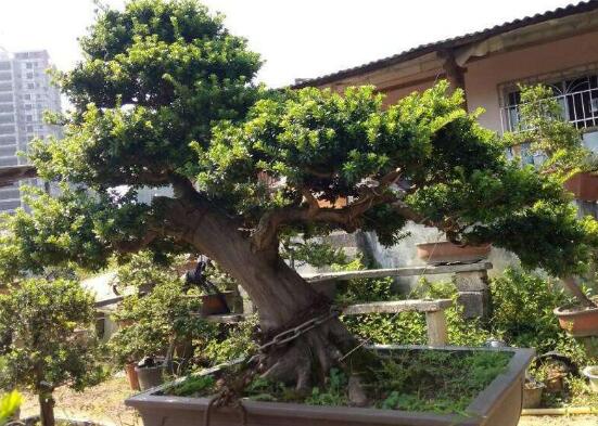 羅漢松果的功效與作用，羅漢松果的五大作用