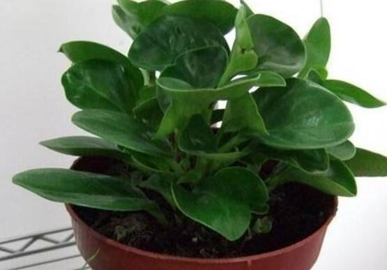 花卉小家碧玉怎么養(yǎng)，老農(nóng)總結八大基本方法