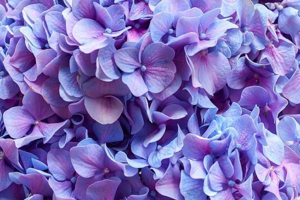 繡球葉子卷曲發(fā)焦可以活嗎