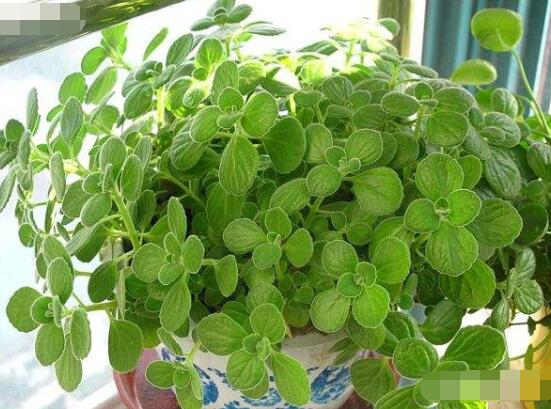 碰碰香放臥室可以嗎，可以/醒腦提神、凈化空氣、驅(qū)趕蚊蟲(chóng)