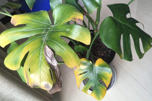 龜背竹葉子邊緣發(fā)黃怎么辦