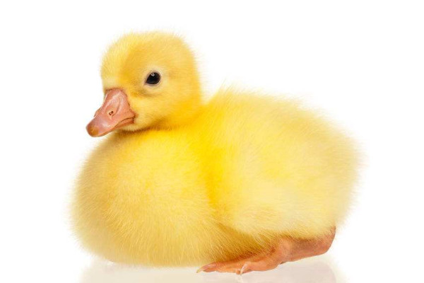 小鵝怎么養(yǎng)才不會(huì)死