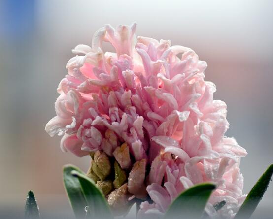 風(fēng)信子盆栽怎么種植，擇飽滿種球、露出土壤2厘米(存活最高)