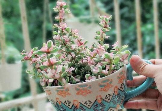 雅樂之舞花怎么養(yǎng)，4種養(yǎng)殖技巧保生長