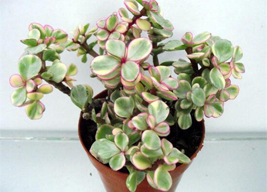 雅樂之舞夏天怎么養(yǎng)，主要注意做好遮陰降溫措施