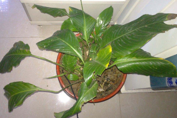 一帆風(fēng)順的葉子發(fā)黃怎么辦，調(diào)節(jié)光照和水分