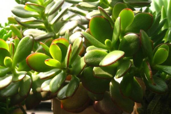 玉樹(shù)的養(yǎng)殖方法和病蟲(chóng)害防治，詳細(xì)介紹四步養(yǎng)護(hù)三種病害