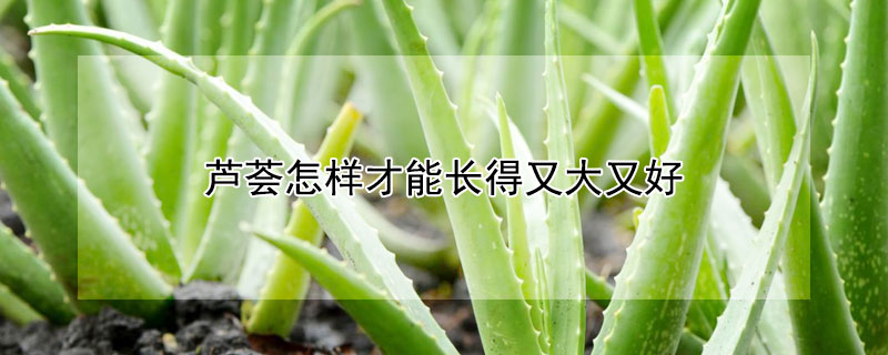 蘆薈怎樣才能長(zhǎng)得又大又好