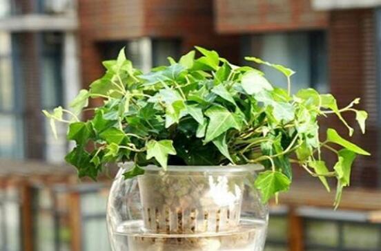 常春藤怎么養(yǎng)殖，盤點最簡單兩種養(yǎng)殖方法(土培和水培)