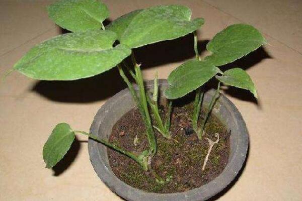 龜背竹什么時(shí)候開(kāi)背，種植半年到一年時(shí)間自然開(kāi)背