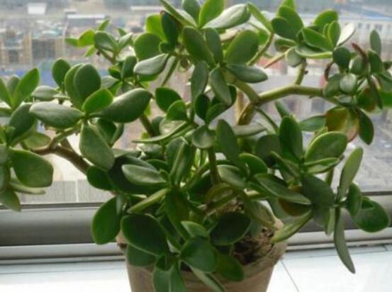 玉樹(shù)和燕子掌的區(qū)別，教你兩種最簡(jiǎn)單區(qū)別方法(屬性/形態(tài))