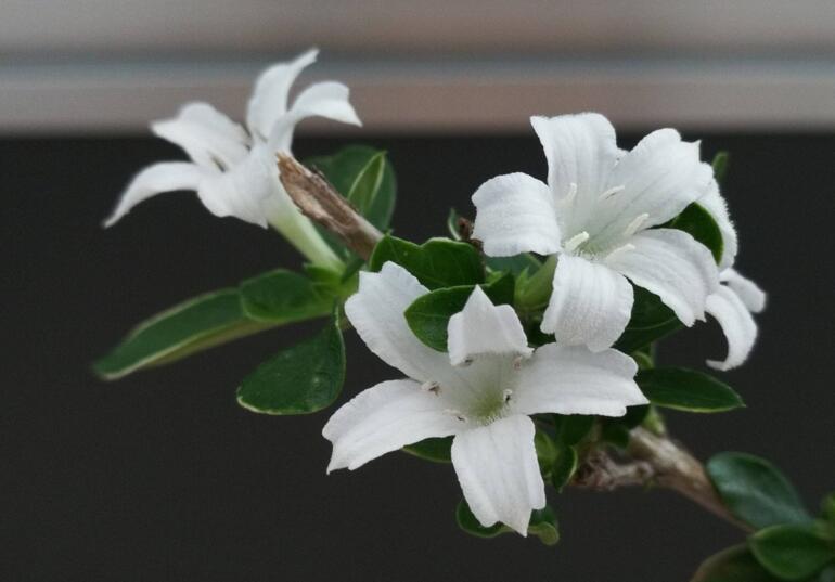 六月雪樹葉發(fā)黑怎么辦，找清原因及時救治（三種原因及解決方法）