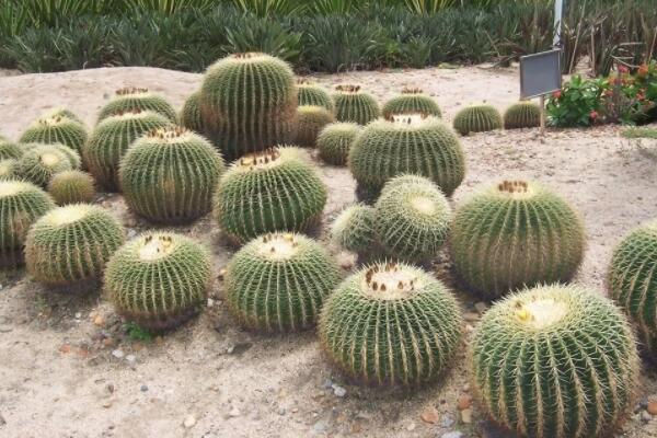 仙人球播種出苗后養(yǎng)護(hù)