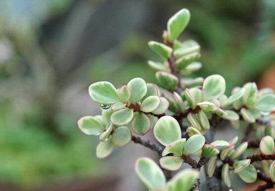 雅樂之舞的養(yǎng)殖方法和注意事項，老農(nóng)總結(jié)最實用八大養(yǎng)殖方法