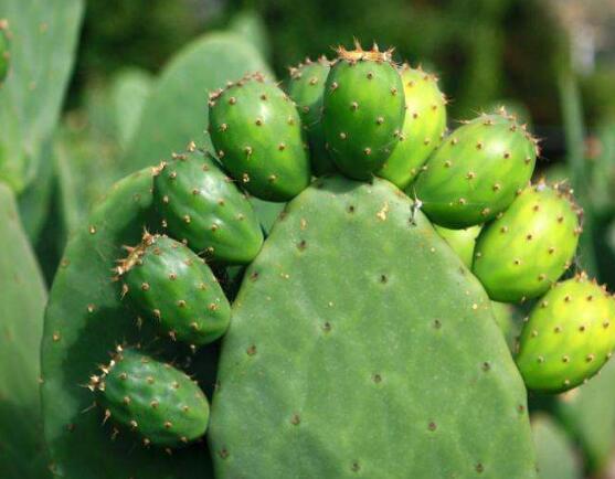 仙人掌多久開花一次，養(yǎng)殖3-5年才可開花