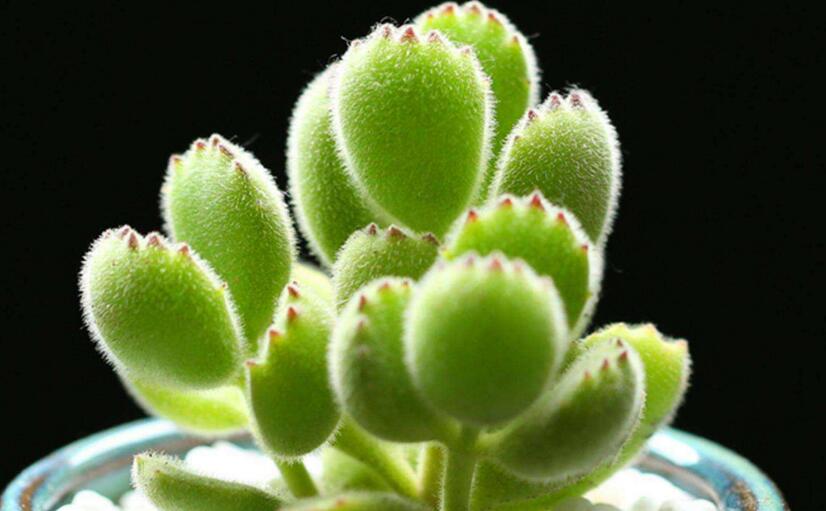 熊童子多久澆一次水，要根據(jù)季節(jié)的變化來澆水