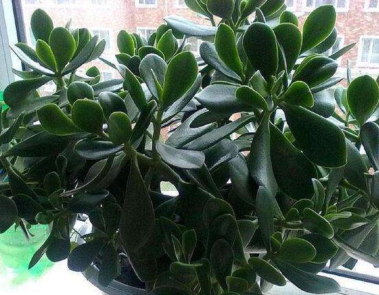 玉樹(shù)葉子發(fā)黃怎么補(bǔ)救，教你三種最直接有效的補(bǔ)救方法