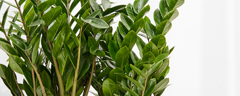 金錢(qián)樹(shù)抗寒嗎