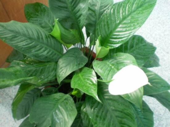 一帆風(fēng)順花期，大多數(shù)在5-8月開花(一年四季均可開花)