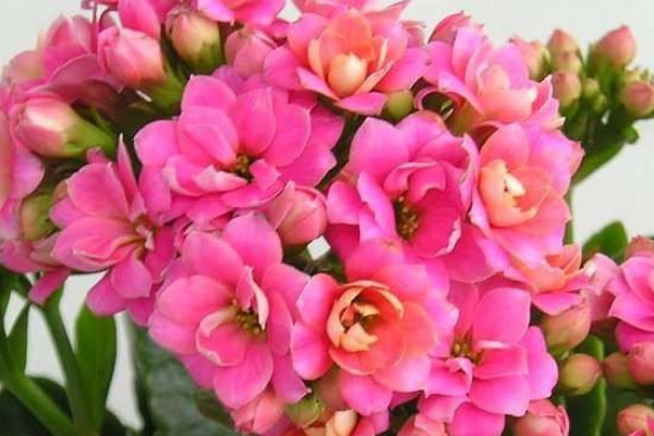 長(zhǎng)壽花不長(zhǎng)花苞怎么回事