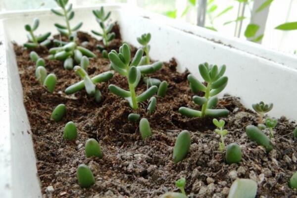 雅樂之舞扦插季節(jié)，春秋兩季繁殖成活率最高